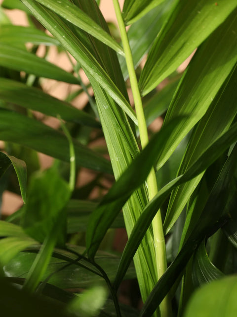 Parlour Palm