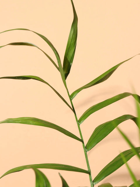 Parlour Palm