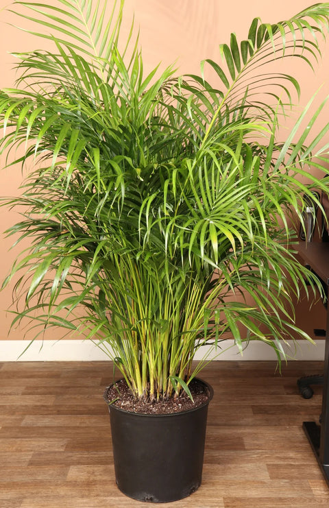 Areca Palm XL
