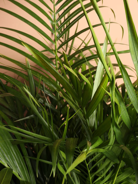 Areca Palm XL