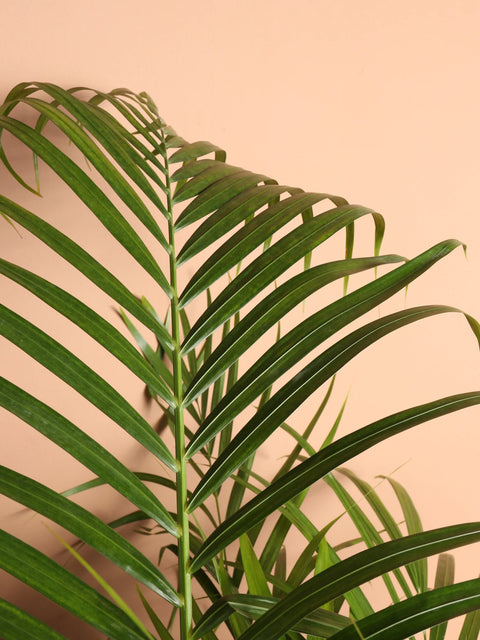 Areca Palm XL