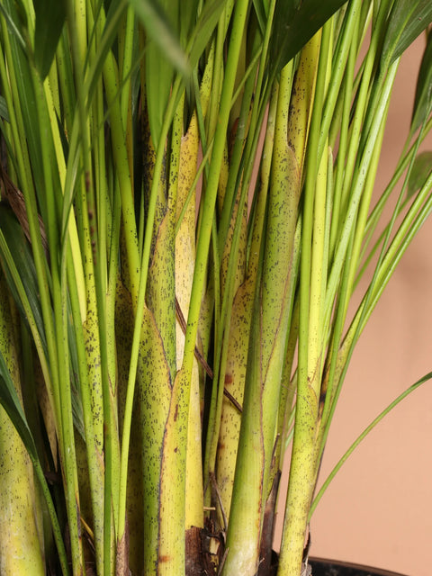 Areca Palm XL