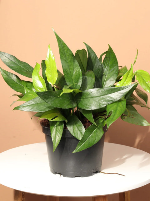 Epipremnum Pinnatum - Baltic Blue Pothos