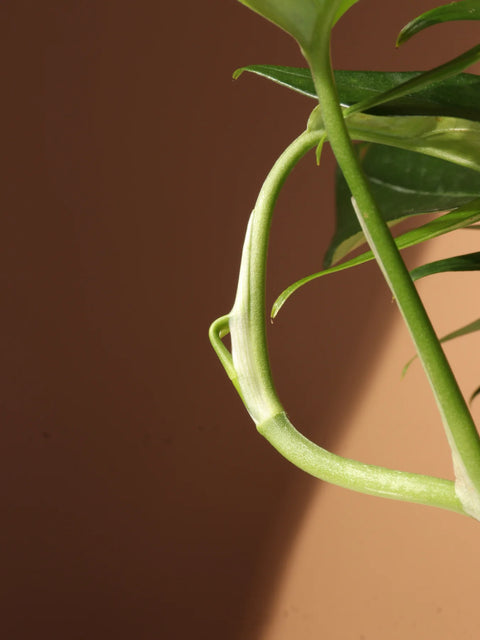 Epipremnum Pinnatum - Baltic Blue Pothos