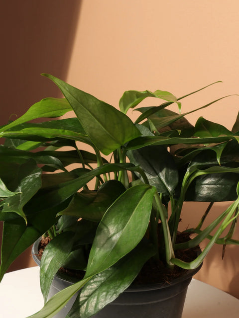 Epipremnum Pinnatum - Baltic Blue Pothos