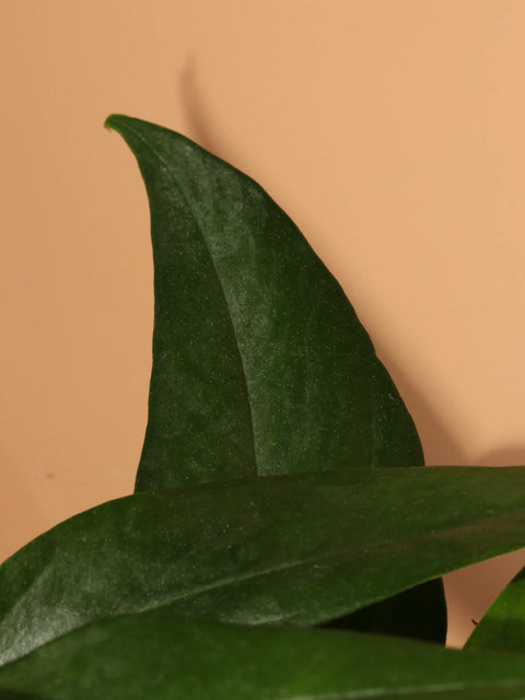 Epipremnum Pinnatum - Baltic Blue Pothos