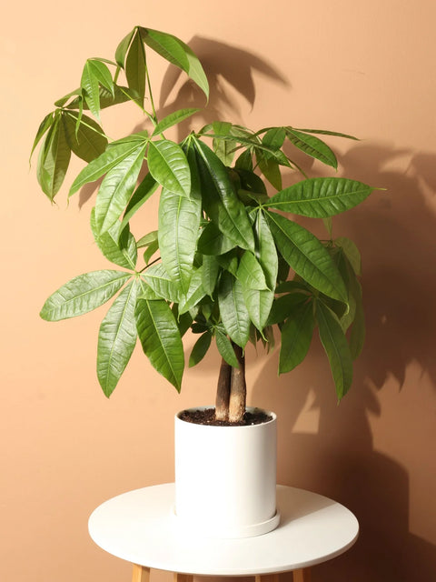 Money Tree