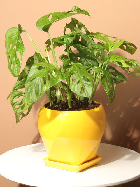 Philodendron Broken Heart