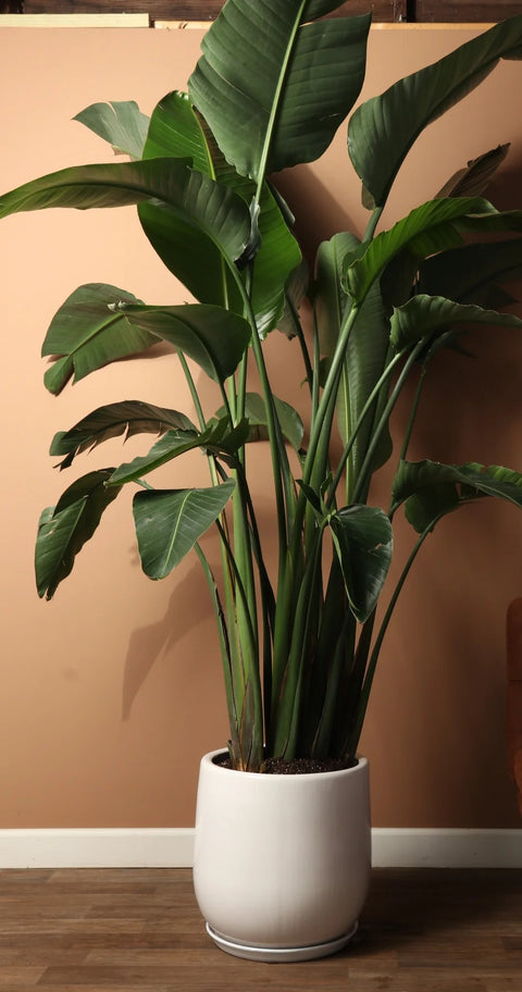 Bird of Paradise - Orange Reginae XL