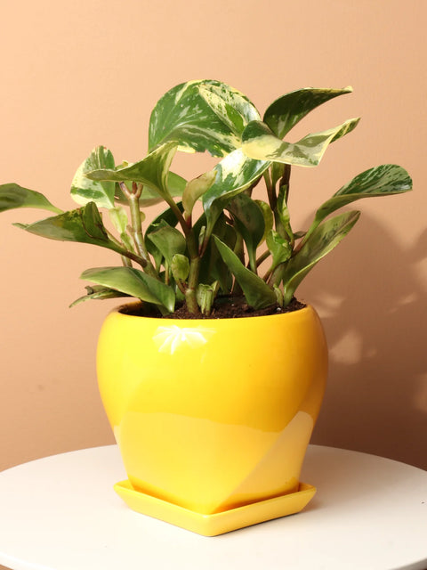 Peperomia Obtusifolia Variegated