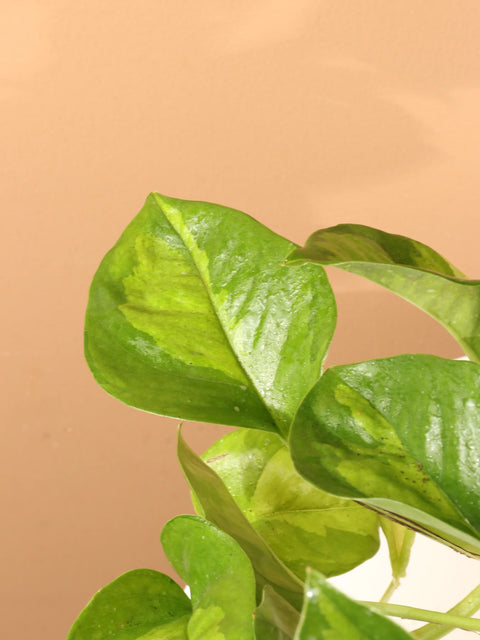 Epipremnum Aureum 'Global Green'