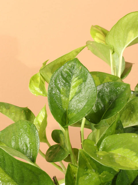 Epipremnum Aureum 'Global Green'