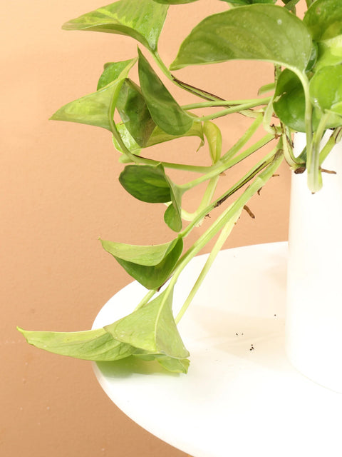 Epipremnum Aureum 'Global Green'