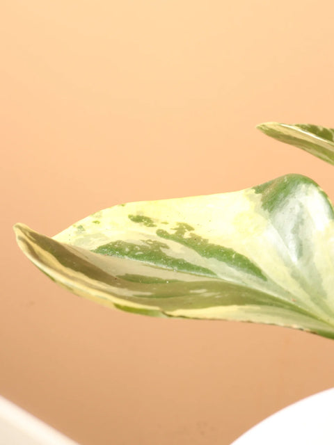 Peperomia Obtusifolia Variegated