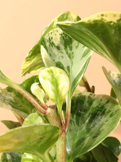Peperomia Obtusifolia Variegated