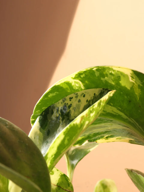 Peperomia Obtusifolia Variegated