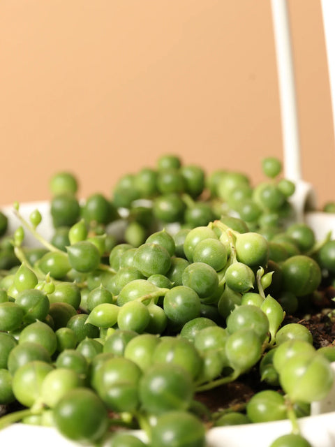 String of Pearls XL