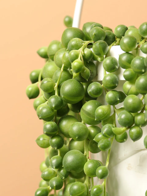 String of Pearls XL