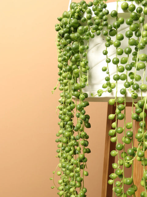 String of Pearls XL