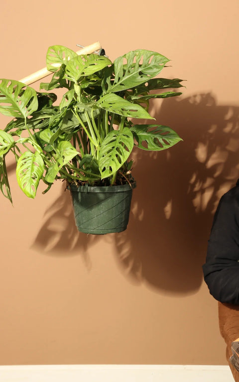 Philodendron Broken Heart