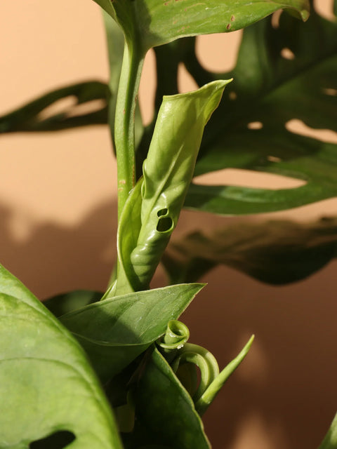Philodendron Broken Heart
