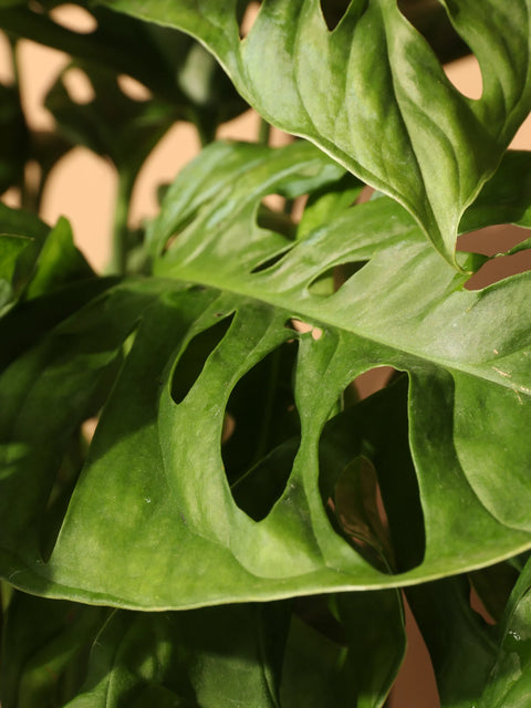 Philodendron Broken Heart