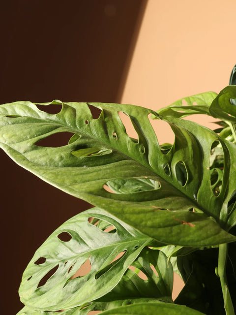 Philodendron Broken Heart