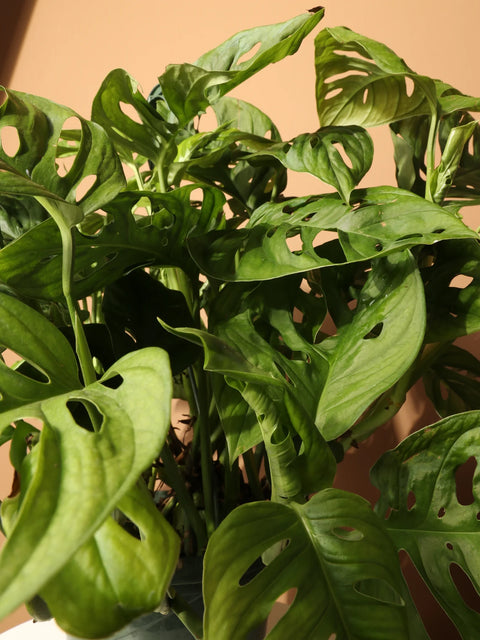 Philodendron Broken Heart