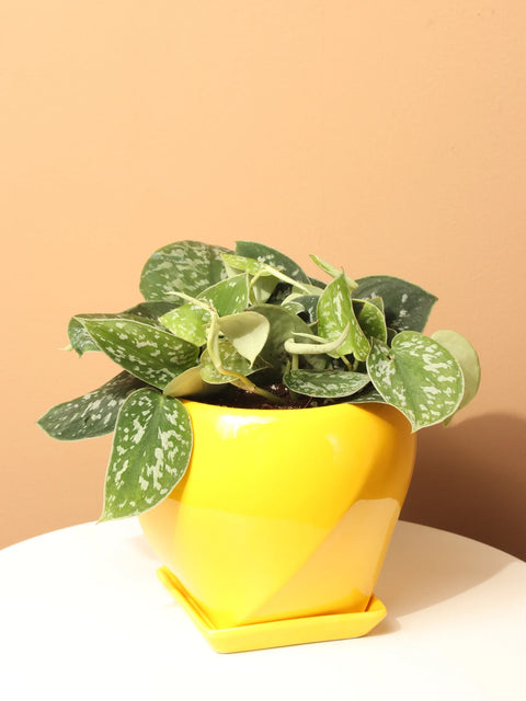 Money Plant Satin - Scindapsus Pictus Argyraeus