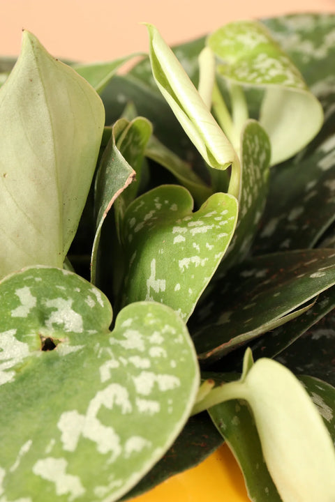 Money Plant Satin - Scindapsus Pictus Argyraeus