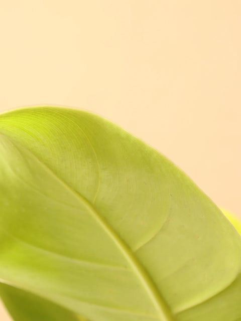 Philodendron Lemon Lime (Upright)