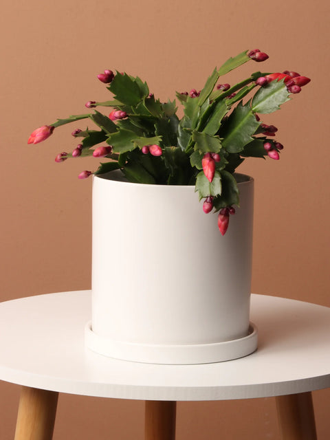 Christmas Cactus