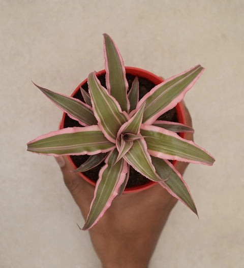 Earth Star - Pink