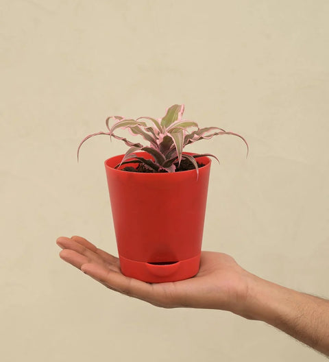 Earth Star - Pink