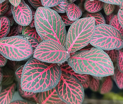 Fittonia Red Nerve