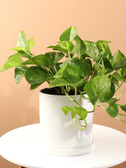 Epipremnum Aureum 'Global Green'
