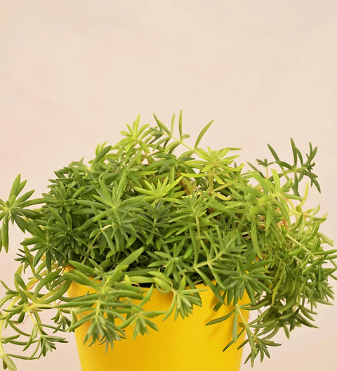 Golden Sedum