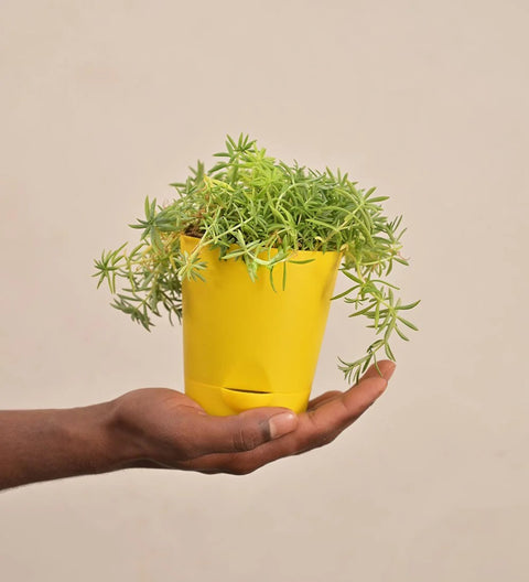 Golden Sedum