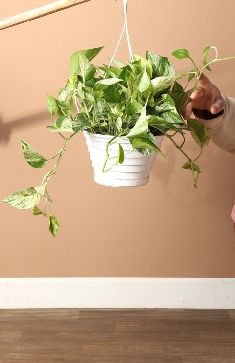 Money Plant Marble