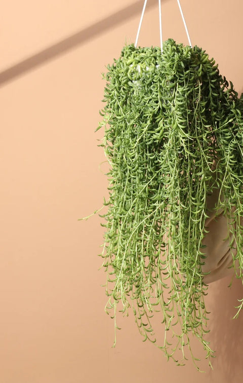 String of Bananas XL