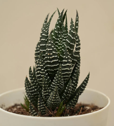 Haworthia Coarctata