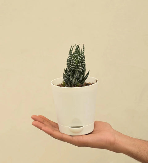 Haworthia Coarctata