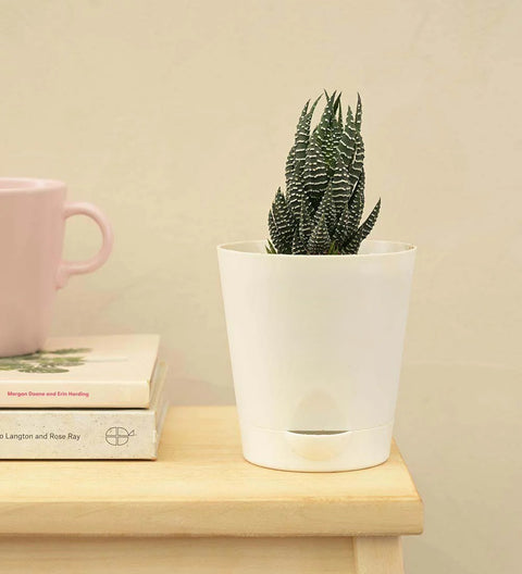 Haworthia Coarctata