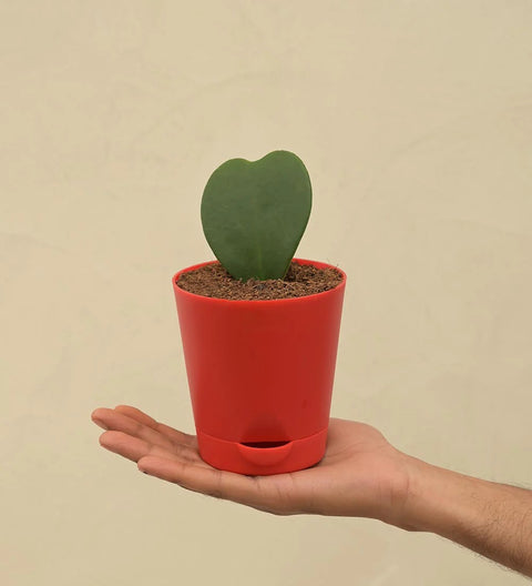 Heart Hoya