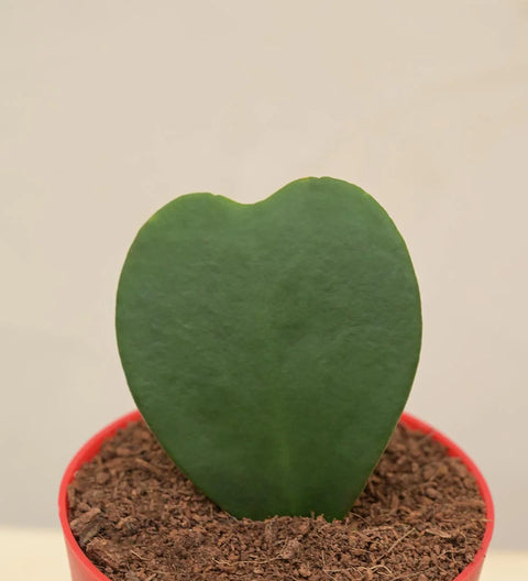 Heart Hoya