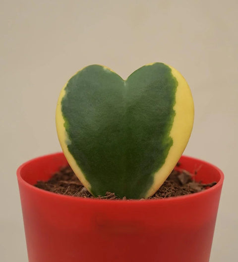 Heart Hoya - Variegated