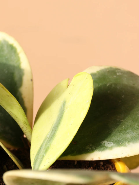 Heart Hoya - Variegated