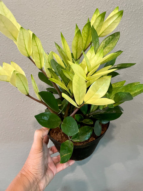 Zamioculcas Zamiifolia 'Chameleon'