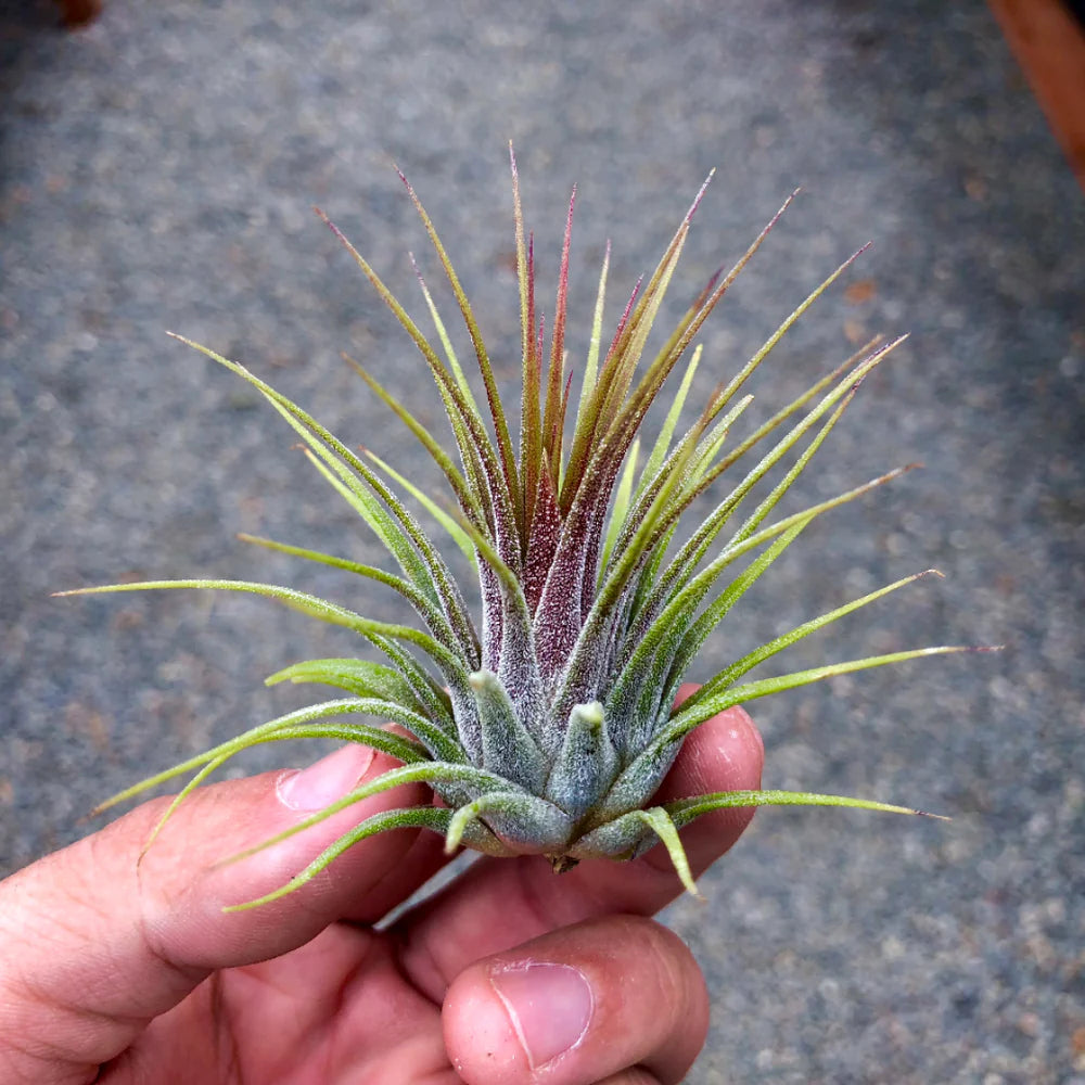 Tillandsia Ionantha Guatemala
