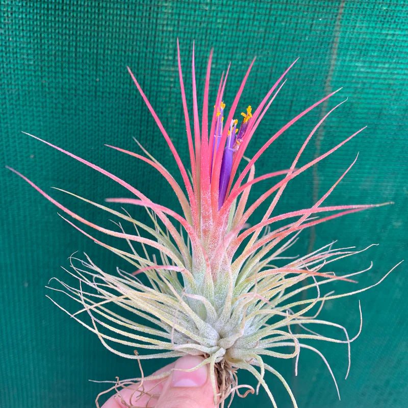 Tillandsia Ionantha Guatemala